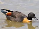 ?? (WWT Slimbridge 20) - pic by Nigel Key